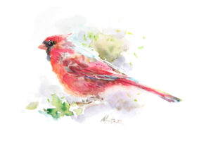 Red cardinal