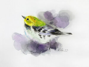 Pine Warbler